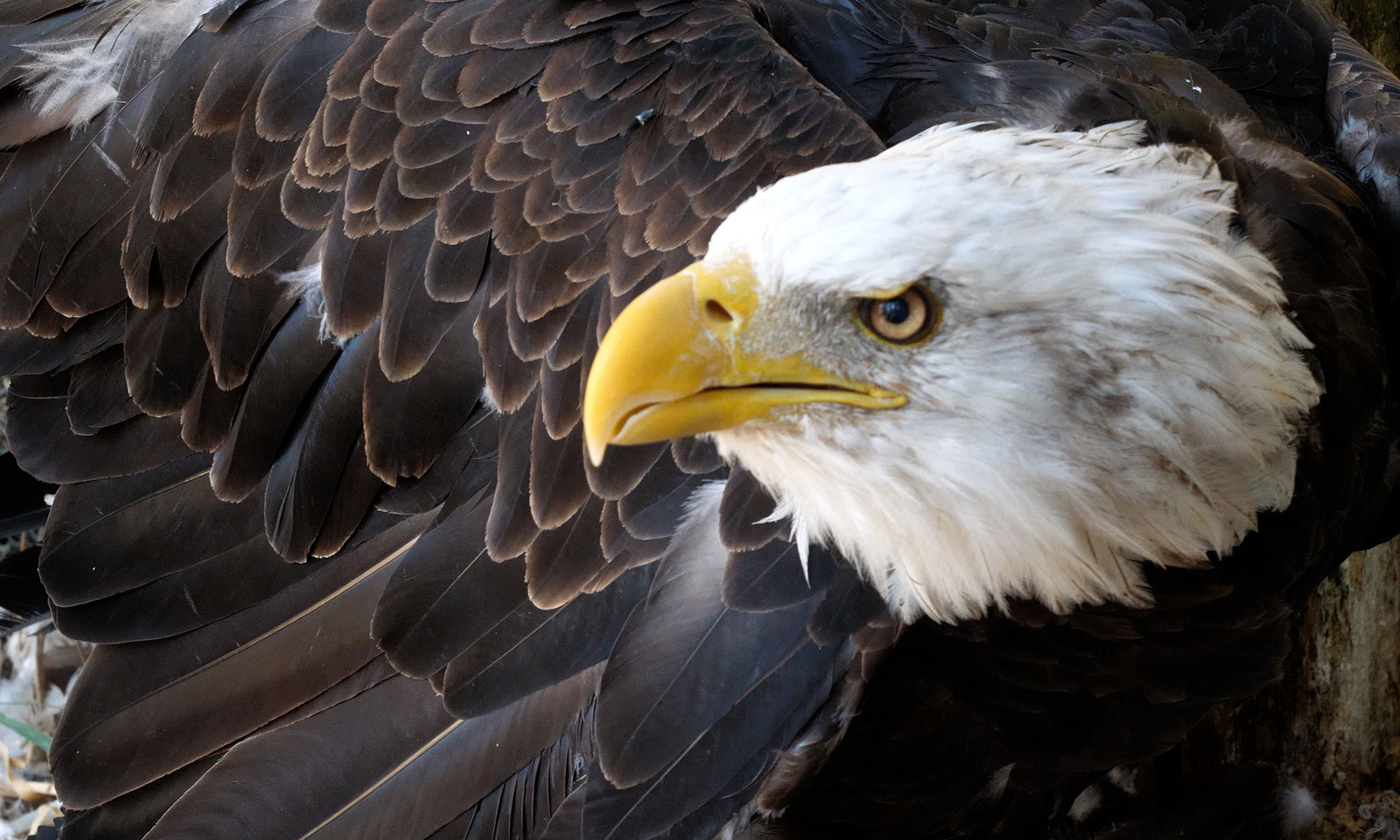 Cultural_Tourism-Majestic-Encounters_Bald-Eagle_Cropped