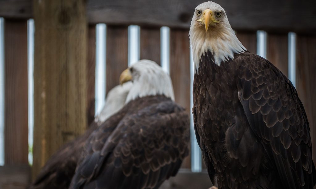 Cultural_Tourism-Eagle